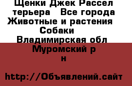 Щенки Джек Рассел терьера - Все города Животные и растения » Собаки   . Владимирская обл.,Муромский р-н